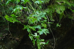 Aconitum noveboracense