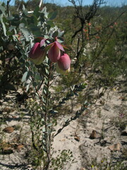 Pimelea physodes