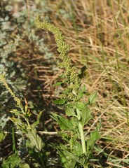 Blitum bonus-henricus