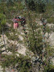 Pimelea physodes