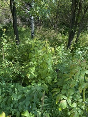 Parasenecio hastatus