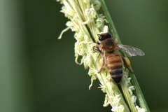 Apis mellifera
