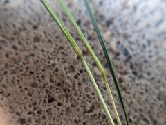 Eragrostis frankii