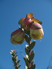 Pimelea physodes