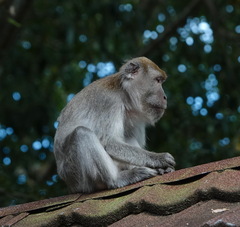 Macaca fascicularis