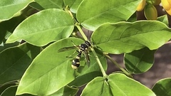 Eumenes mediterraneus