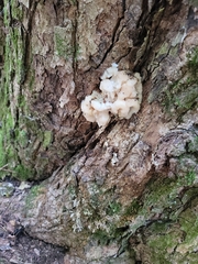 Ductifera pululahuana