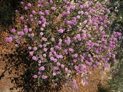 Melaleuca empetrifolia