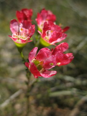 Chamelaucium megalopetalum