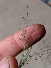 Eragrostis frankii