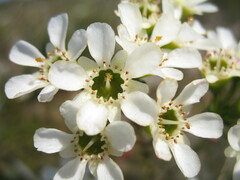 Chamelaucium megalopetalum