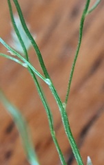 Eragrostis frankii