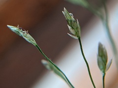 Eragrostis frankii