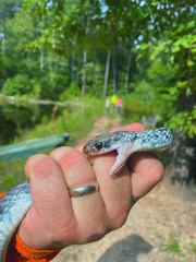 Coluber constrictor anthicus