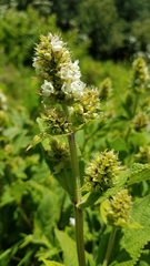 Lepechinia caulescens