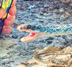 Coluber constrictor anthicus