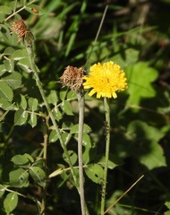 Hypochaeris maculata