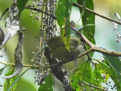 Sphenopsis frontalis