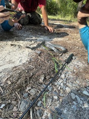 Coluber constrictor anthicus