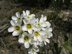 Chamelaucium megalopetalum