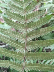 Christella parasitica