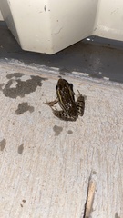 Lithobates berlandieri