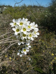 Chamelaucium megalopetalum