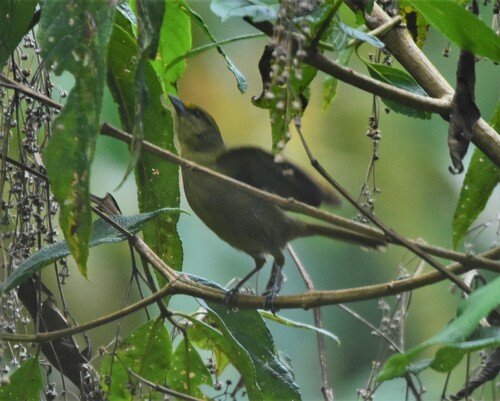 Oleaginous Hemispingus (Sphenopsis frontalis), photo 7