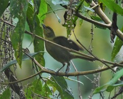 Sphenopsis frontalis