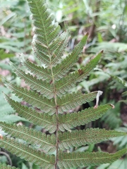 Christella parasitica