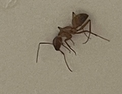 Camponotus castaneus