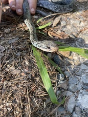 Coluber constrictor anthicus