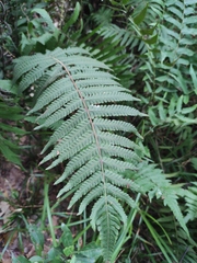 Christella parasitica