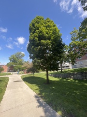 Acer platanoides