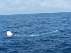 Balaenoptera physalus