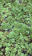 Salvinia natans