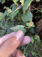 Sarcopyramis napalensis delicata