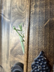 Stagmomantis limbata