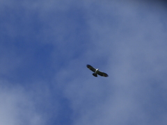 Spizaetus melanoleucus