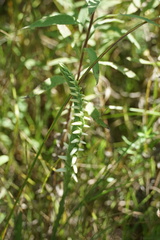 Spiranthes magnicamporum