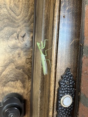 Stagmomantis limbata