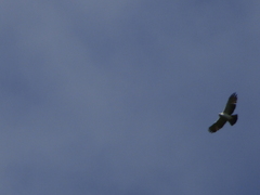 Spizaetus melanoleucus