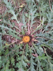 Carlina acanthifolia