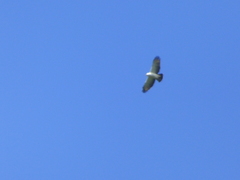 Spizaetus melanoleucus