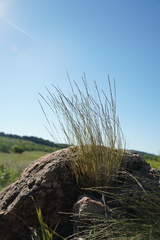 Muhlenbergia cuspidata