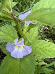Mimulus alatus