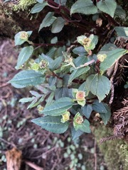 Sarcopyramis napalensis delicata