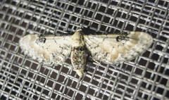 Eupithecia centaureata