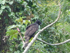 Spizaetus tyrannus