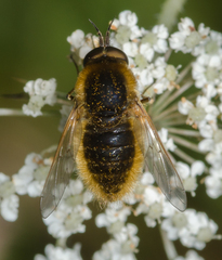 Sparnopolius confusus